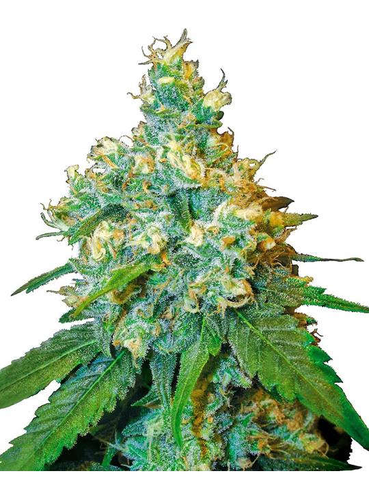 Jack Herer Sensi Seeds - Bushdoctor