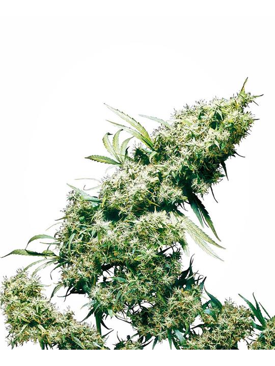 Jamaican Pearl - Bushdoctor