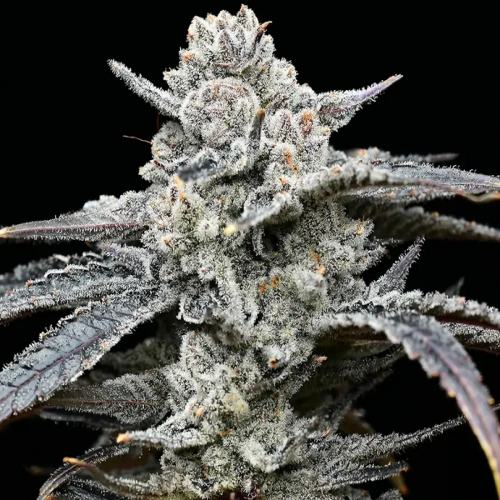 Lemon Cherry Gelato - Bushdoctor