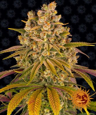 Lemon Tree feminisiert 5 Stück - Bushdoctor