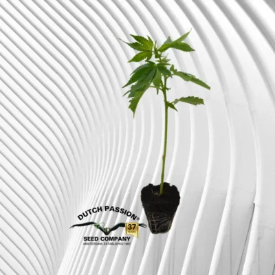 Lemon Zkittle Cannabis Stecklinge - Hanfjack