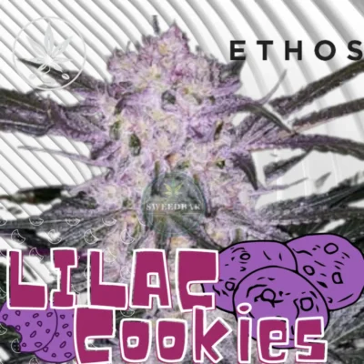 Lilac Cookies Cannabis Stecklinge - Hanfjack
