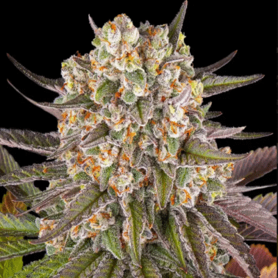 Limoncello - Bushdoctor