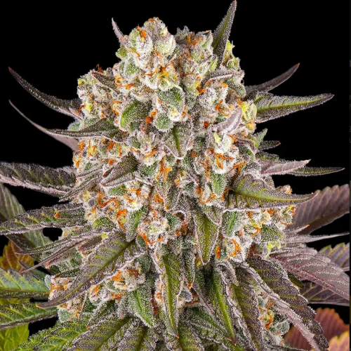 Limoncello - Bushdoctor