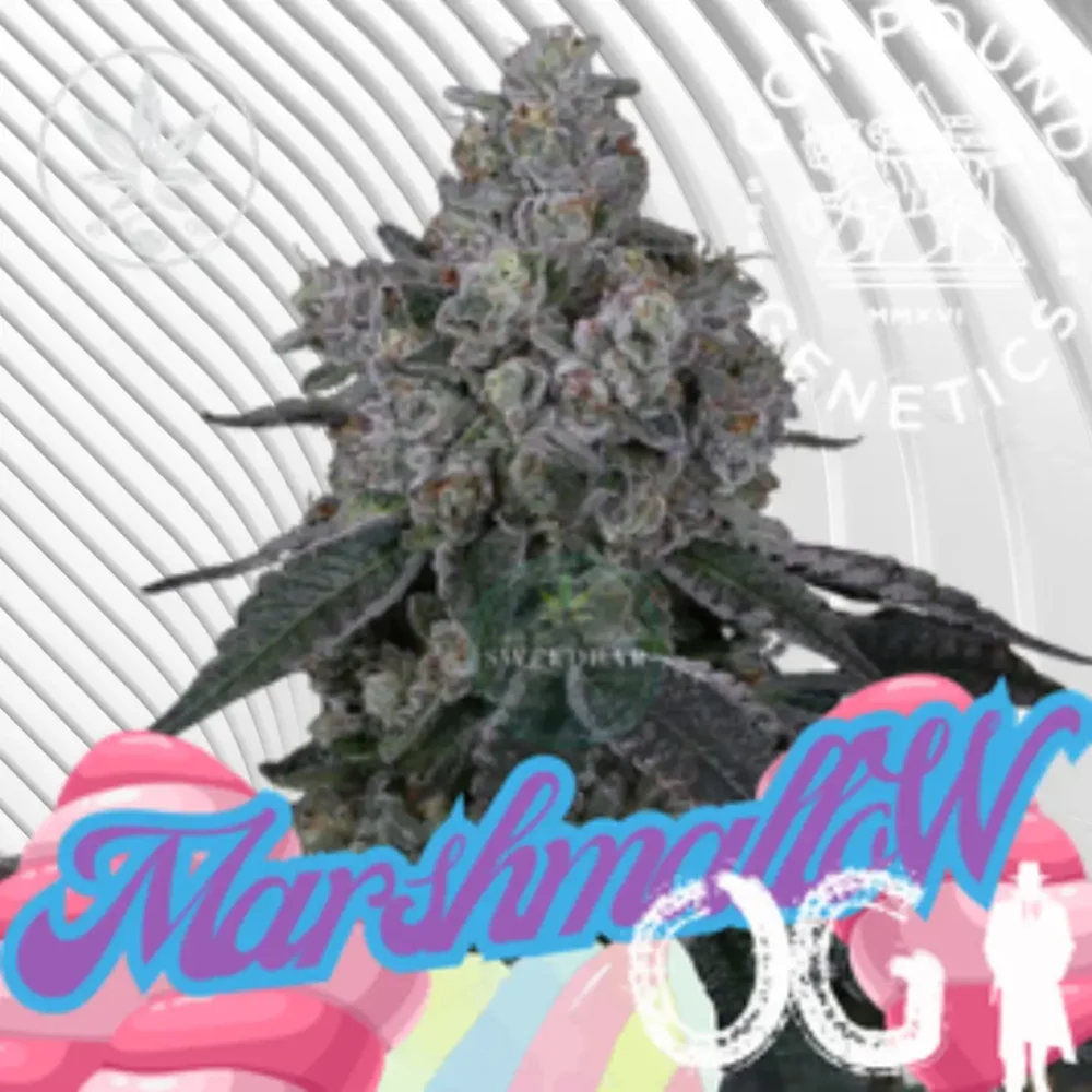 Marshmallow OG Cannabis Stecklinge - Hanfjack