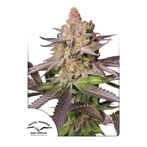 Melonade Runtz - Bushdoctor