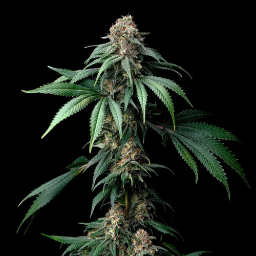 Mendo Breath - Bushdoctor