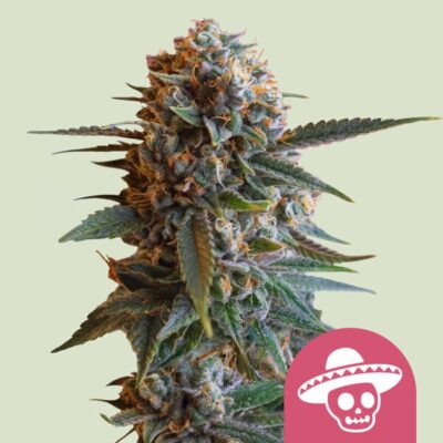 Mexican Rush - Bushdoctor