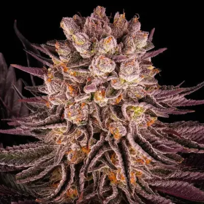 Mimosa x Orange Punch - Bushdoctor