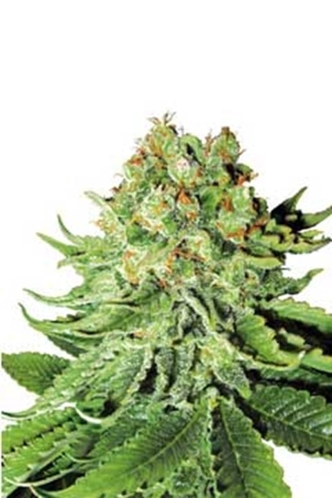 Northern Lights - Bushdoctor