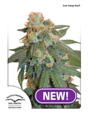 Orange Bud - Bushdoctor