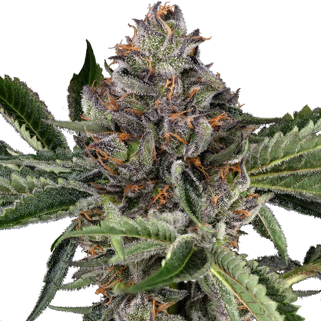 Papaya Jealousy - Bushdoctor