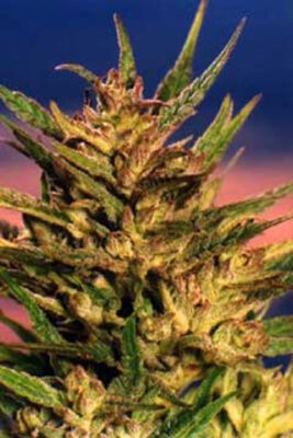 Passion #1 - Bushdoctor