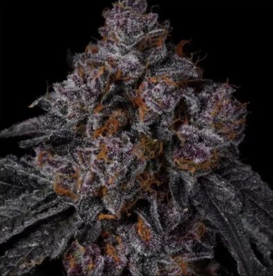 Permanent Marker - Bushdoctor