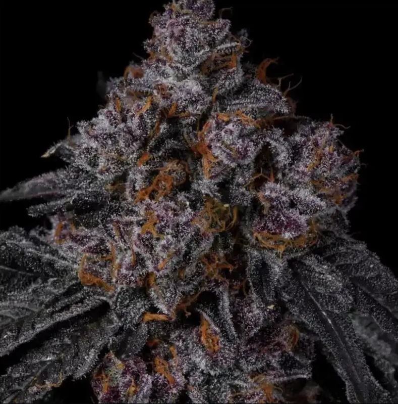 Permanent Marker - Bushdoctor