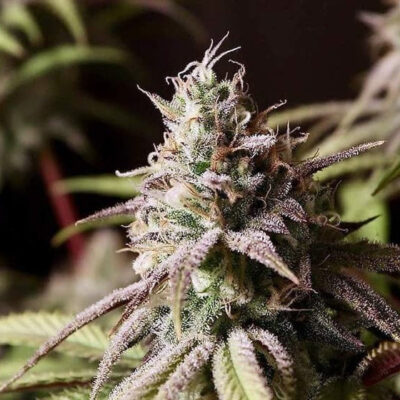 Peyote Cookies - Bushdoctor