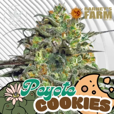 Peyote Cookies Cannabis Stecklinge - Hanfjack