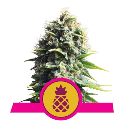 Pineapple Kush 3 Stück - Bushdoctor