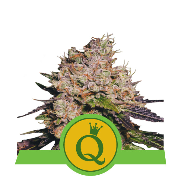 Purple Queen - Bushdoctor