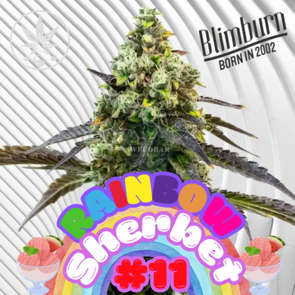 Rainbow Sherbet #11 Cannabis Stecklinge - Hanfjack