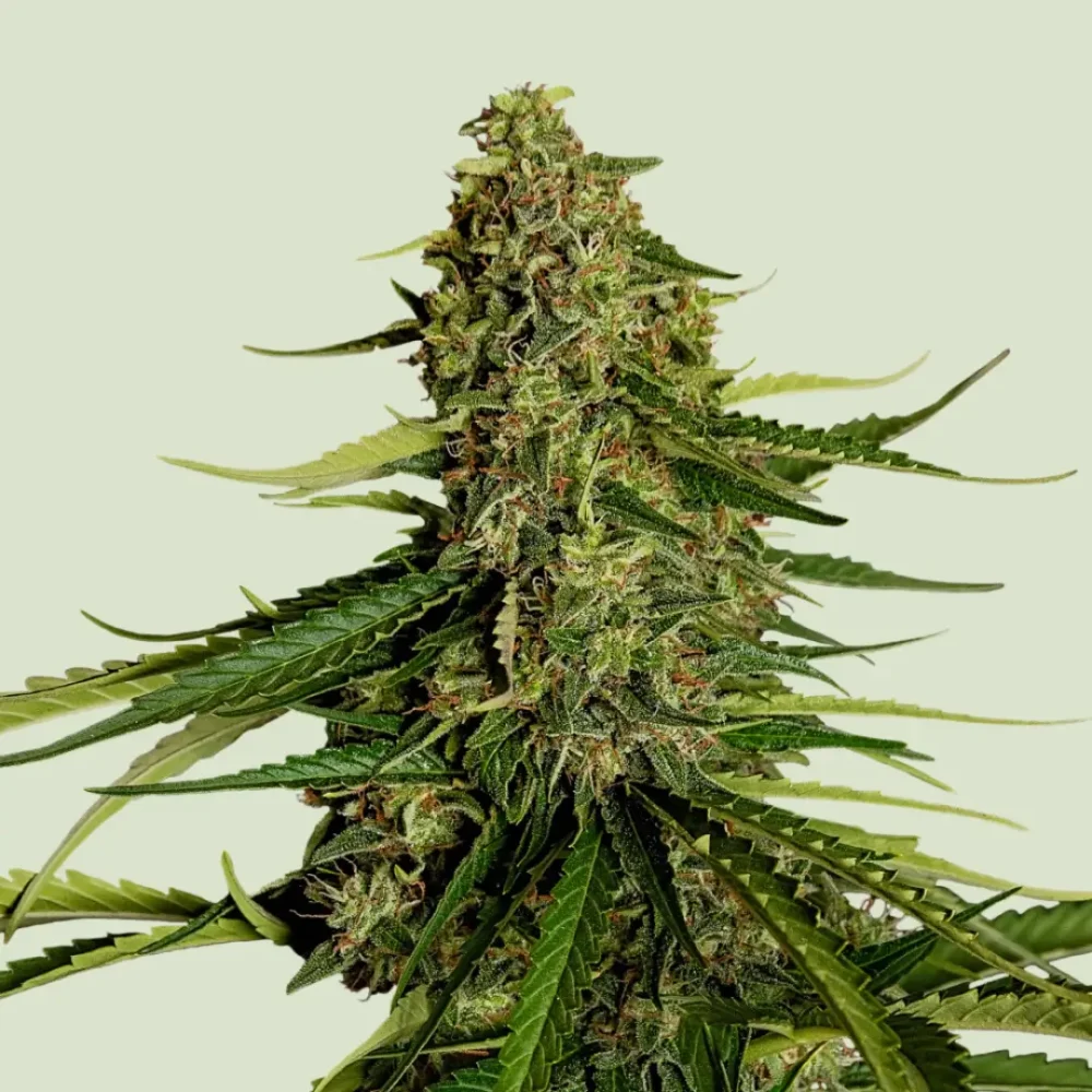 Royal Queen Seeds Gaia F1 3 Samen - Hanfjack