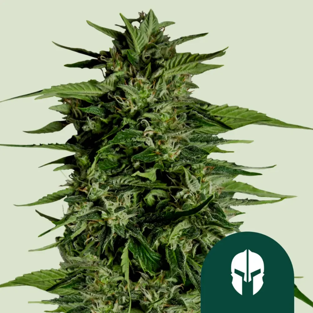 Royal Queen Seeds Hyperion F1 3 Samen - Hanfjack