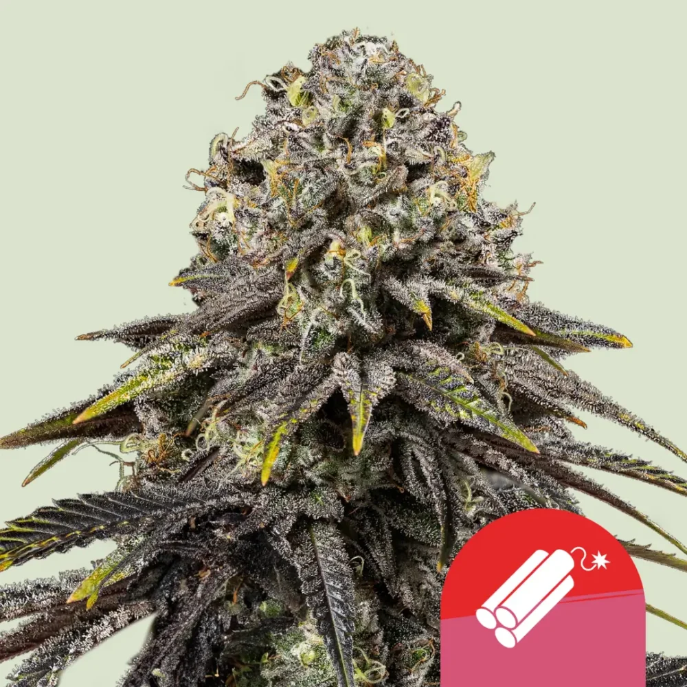 Royal Queen Seeds x Tyson Dynamite Diesel 3 Samen - Hanfjack