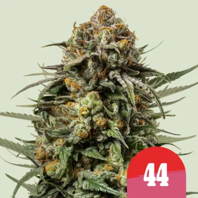 Royal Queen Seeds x Tyson Gelato 44 3 Samen - Hanfjack