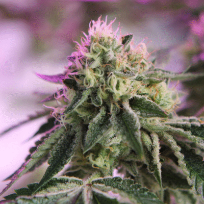 RS11xBananaOG - Bushdoctor