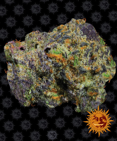 Runtz Muffin - Bushdoctor