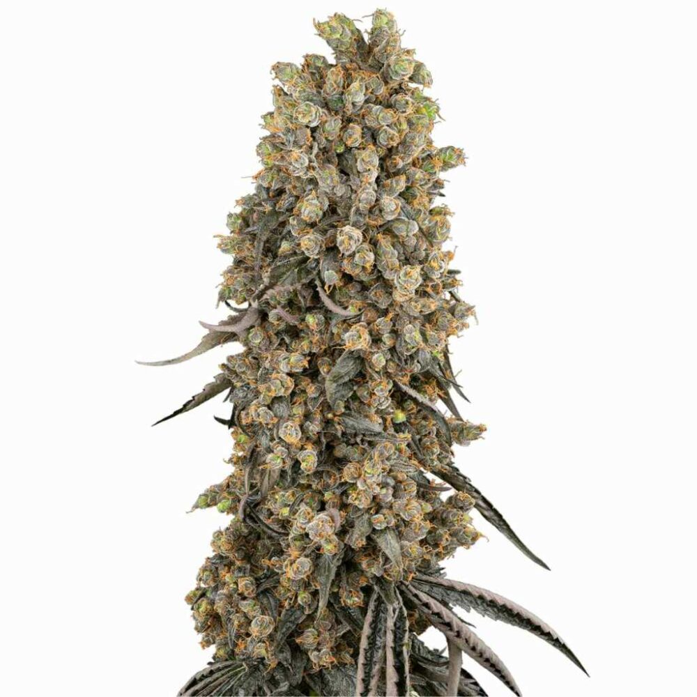 Sensi Seeds Atomic Blue Dream 3 Stück - Hanfjack