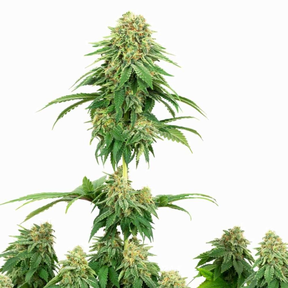 Sensi Seeds Girl Scout Cookies 3 Stück - Hanfjack