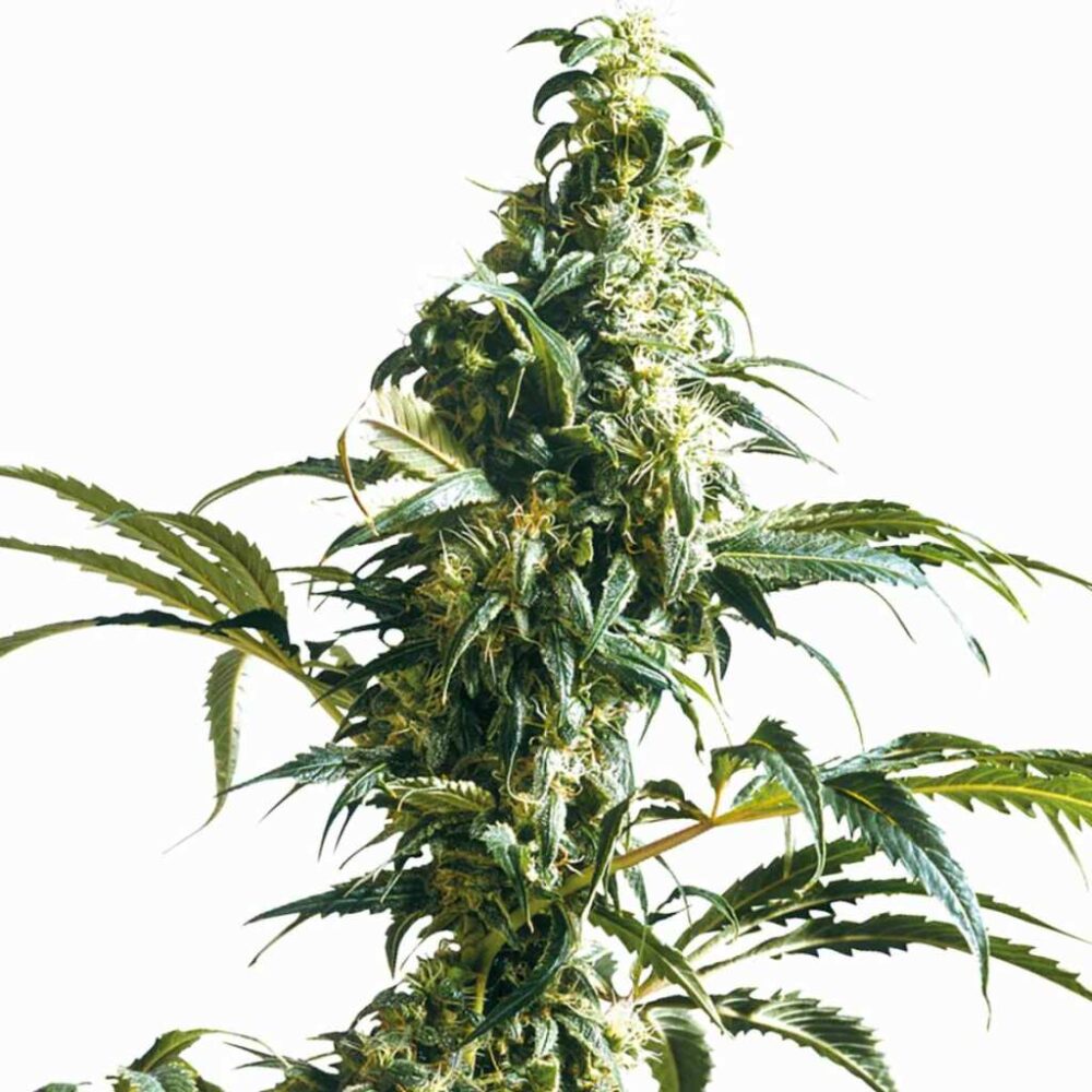 Sensi Seeds Mexican Sativa 3 Stück - Hanfjack