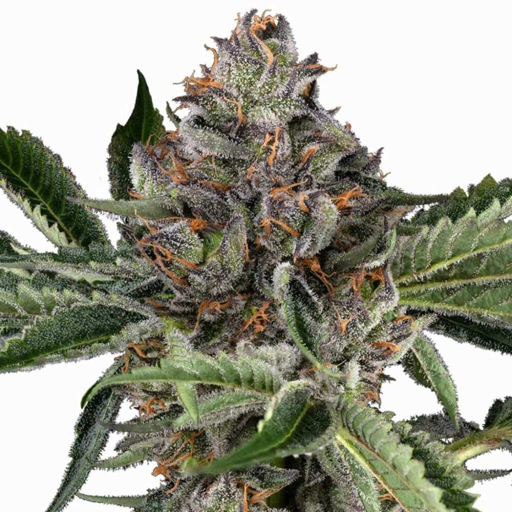 Sensi Seeds Papaya Jealousy 3 Stück - Hanfjack