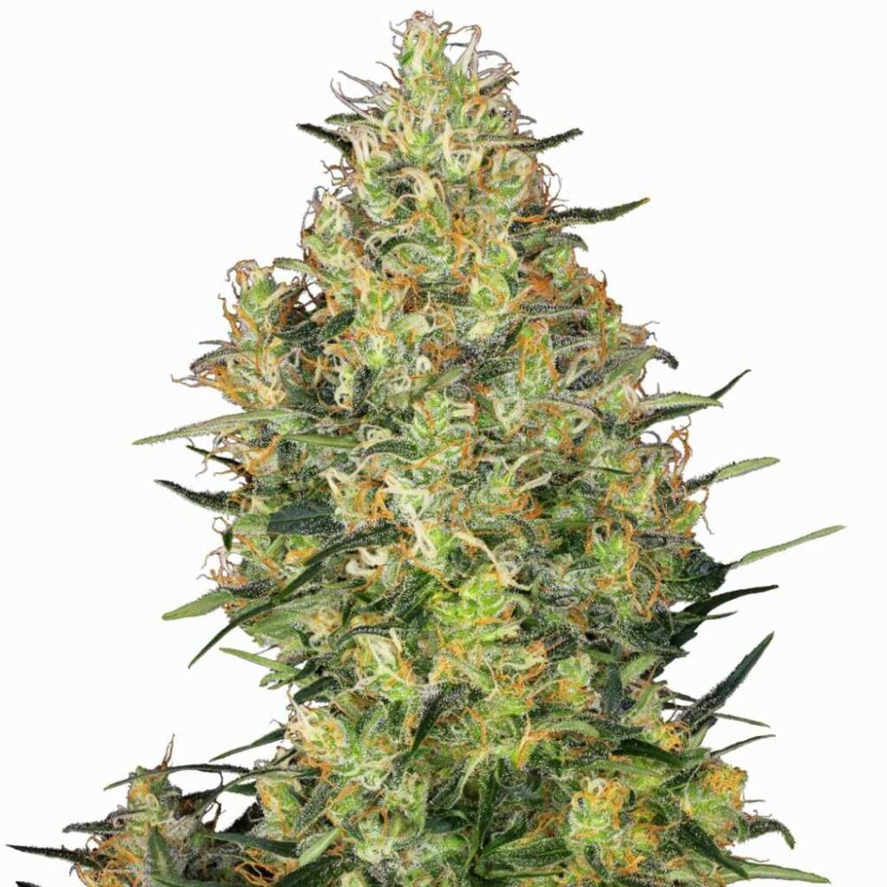 Sensi Seeds Shiva Skunk 3 Stück - Hanfjack