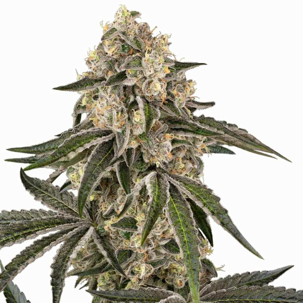 Sensi Seeds Sunset Peach 3 Stück - Hanfjack