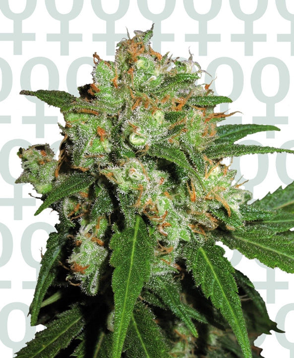 Sensi Skunk - Bushdoctor