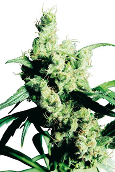 Silver Haze - Bushdoctor