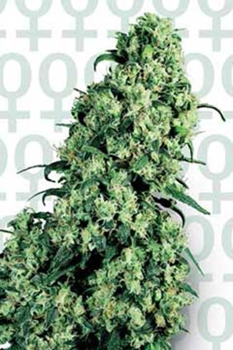 Skunk #1 - Bushdoctor