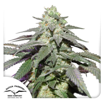 Skywalker Haze - Bushdoctor