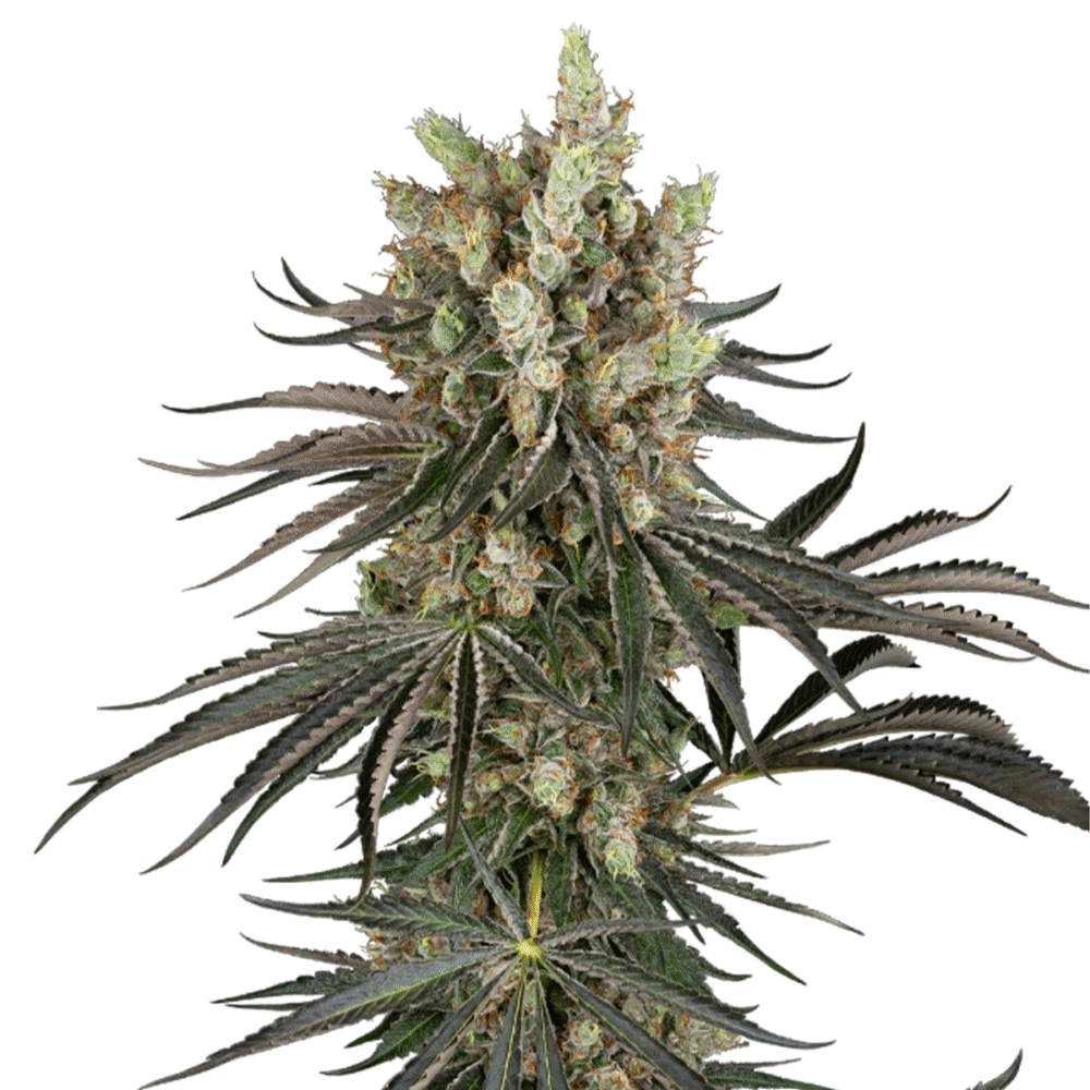 Slam Dank - Bushdoctor