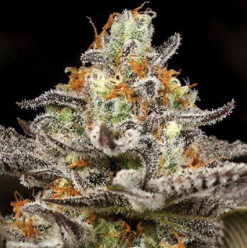 Sleepy Joe - Bushdoctor