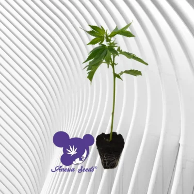 Sleepy Joe Cannabis Stecklinge - Hanfjack