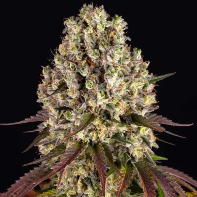 Sour Diesel - Bushdoctor