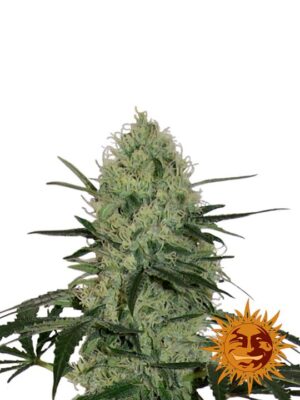 Tangerine Dream - Bushdoctor