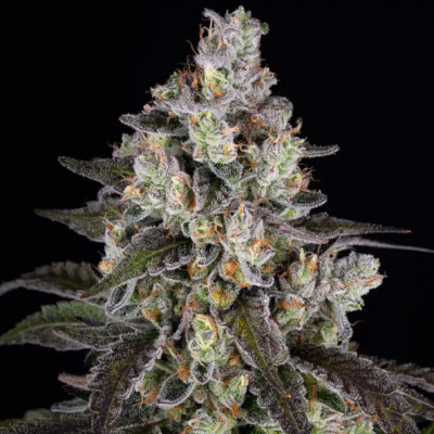 Trainwreck - Bushdoctor