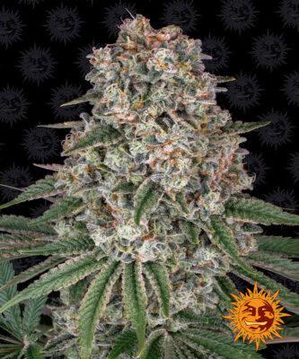 Tropicanna Banana - Bushdoctor