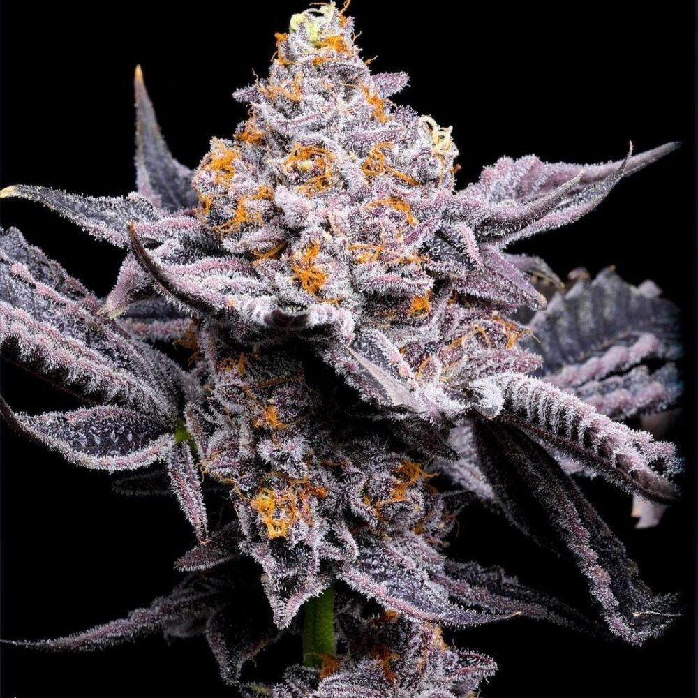 Wedding Cake - Bushdoctor
