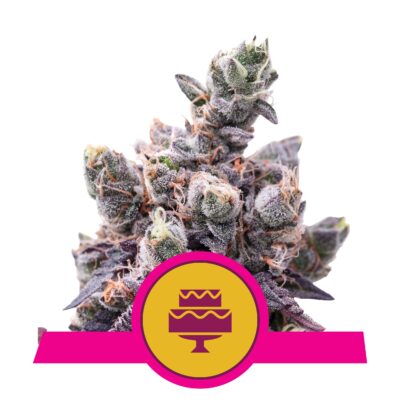 Wedding Gelato - Bushdoctor