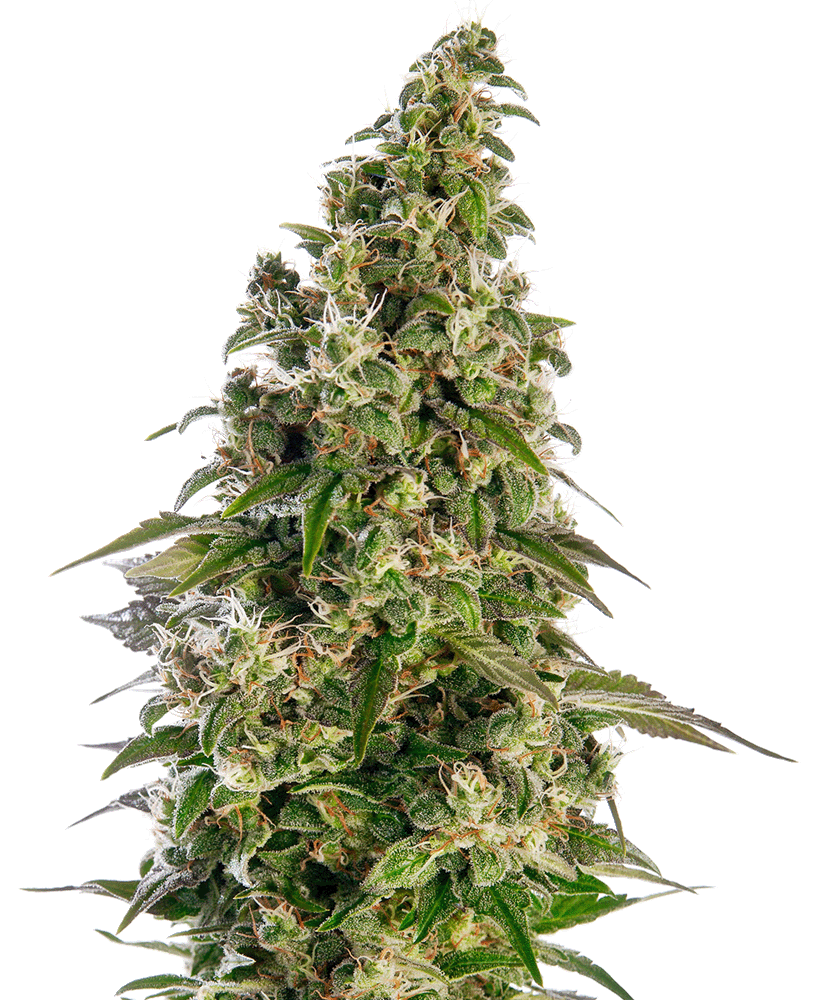 Afghani 1 Automatic-3 Samen - Seeds24